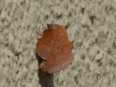 Phyllodesma tremulifolia