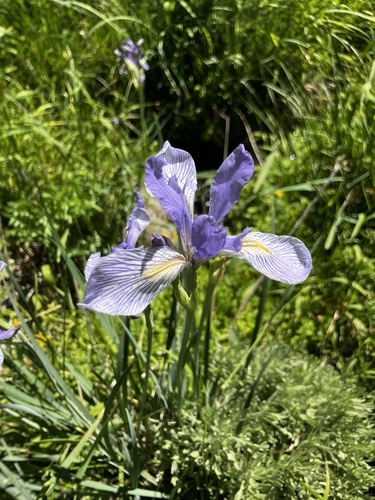 iNaturalist observation photo of western blue flag