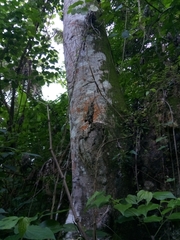Cecropia schreberiana
