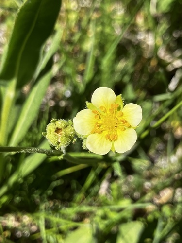 iNaturalist observation photo of woodbeauty