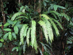 Blechnum fragile