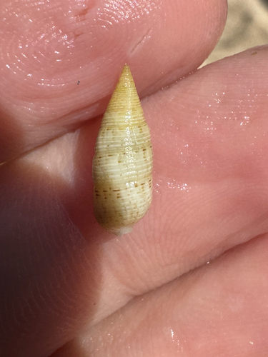 Cerithium nesioticum observed 2026-06-19