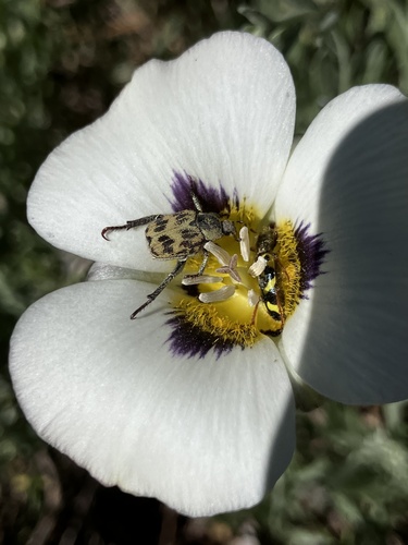 iNaturalist observation photo of Hoplia