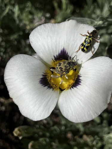 iNaturalist observation photo of Ornate Checkered Beetle