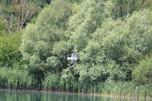 Black-headed Gull