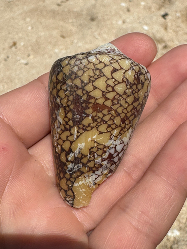 Conus leviteni observed 2026-06-19