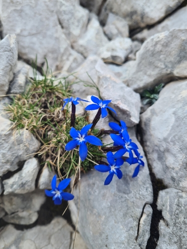 Gentiana terglouensis, photograph 5