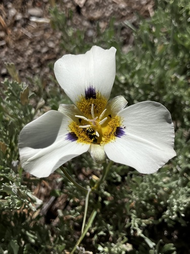iNaturalist observation photo of Leichtlin's Mariposa Lily