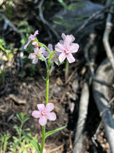 iNaturalist observation photo of pink-flowered stickseed