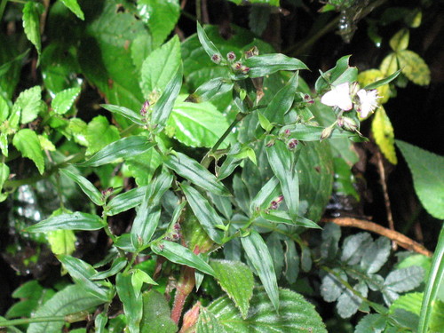 Elasis hirsuta (Elasis hirsuta)