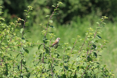Eurasian Linnet