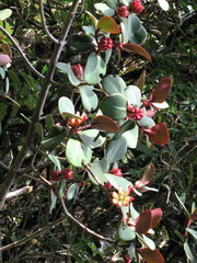 Clusiaceae