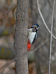 Dendrocopos major
