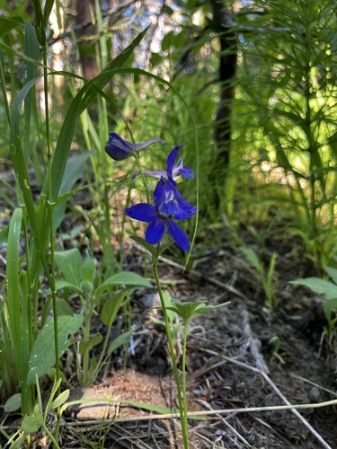 iNaturalist observation photo of larkspurs