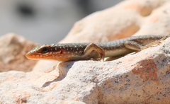 Trachylepis sparsa