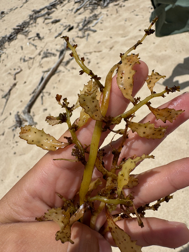 Sargassum echinocarpum observed 2026-06-18