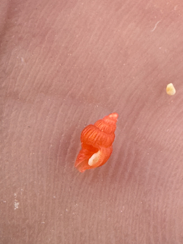 Vexillum salisburyi observed 2026-06-17