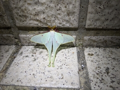 Actias neidhoeferi