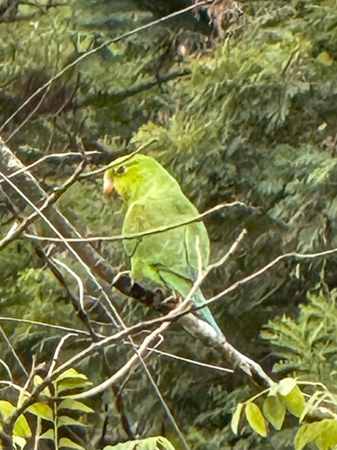 Plain Parakeet