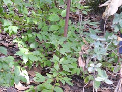 Cornus bretschneideri