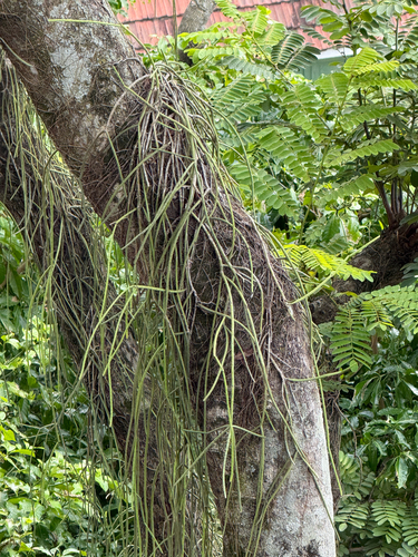 Rhipsalis lindbergiana