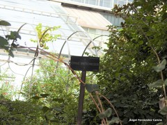 Cornus bretschneideri