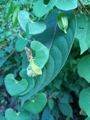Aristolochia leptosticta