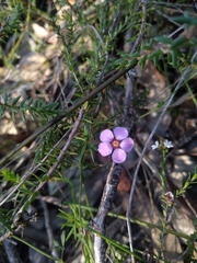 Euryomyrtus ramosissima ramosissima