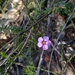 Rosy Heath-Myrtle - Photo (c) David, some rights reserved (CC BY-NC), uploaded by David