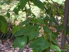 Ceanothus × delileanus