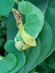 Aristolochia leptosticta