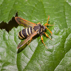 Eusphecia melanocephala