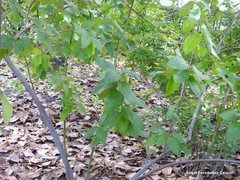 Ceanothus × delileanus