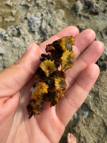 Turbinaria ornata observed 2026-06-17