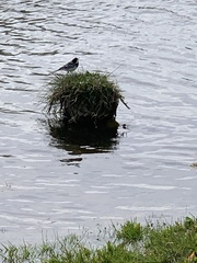 Motacilla alba