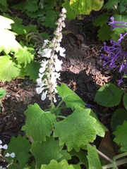Coleus grandidentatus