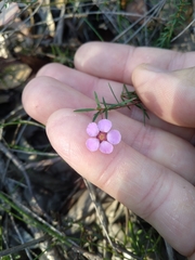 Euryomyrtus ramosissima ramosissima