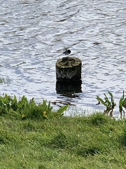 Motacilla alba