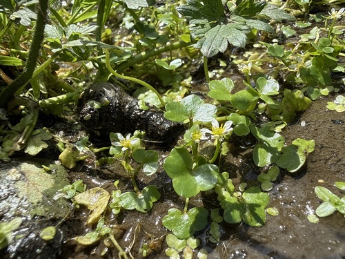 Ranunculus hederaceus