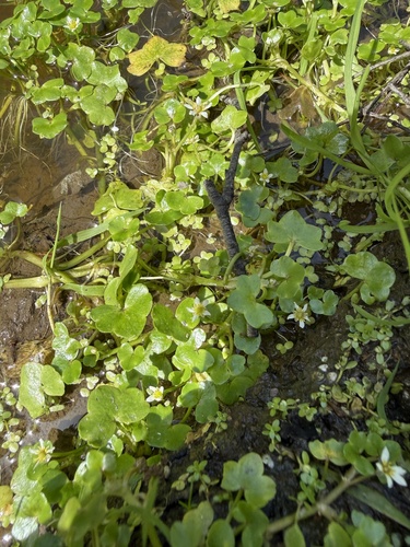 Ranunculus hederaceus, photograph 1