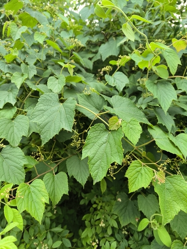 Vitis flexuosa observed 2026-06-20
