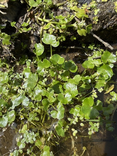 Ranunculus hederaceus, photograph 2