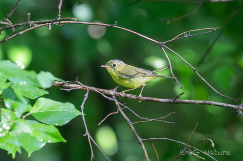 Alström's Warbler (Phylloscopus soror), photo 7