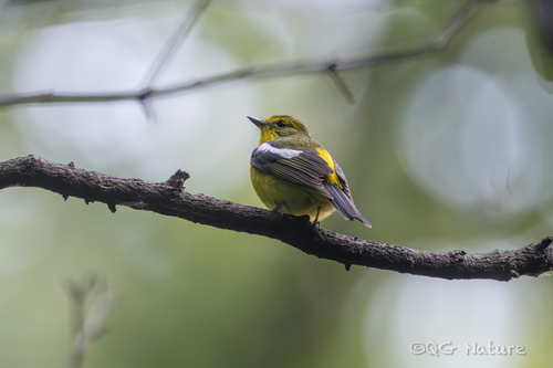 Green-backed Flycatcher (Ficedula elisae)