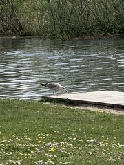Larus