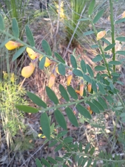 Bossiaea heterophylla