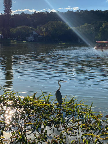 Cocoi Heron
