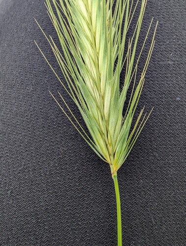 Hordeum secalinum, photograph 2