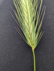 Hordeum secalinum, photograph (c) Victor Heng, some rights reserved (CC BY-SA)