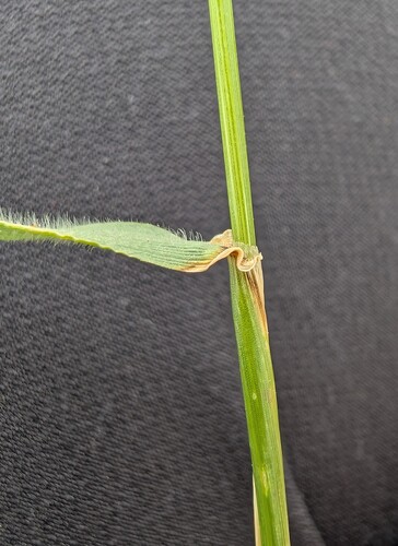 Hordeum secalinum, photograph 1